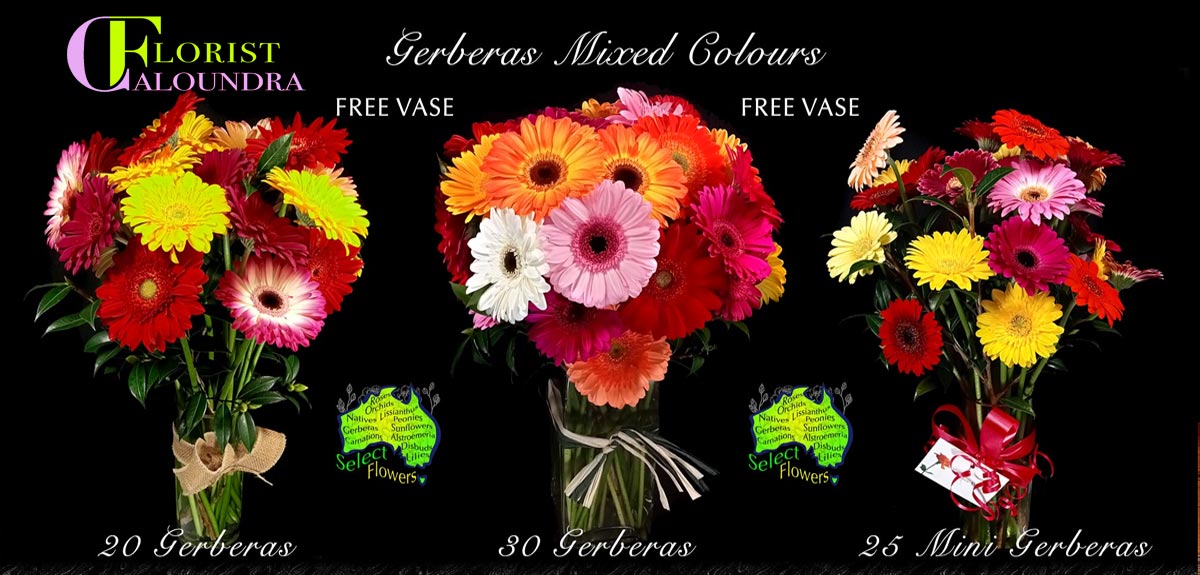 CALOUNDRA FLORIST GERBERAS