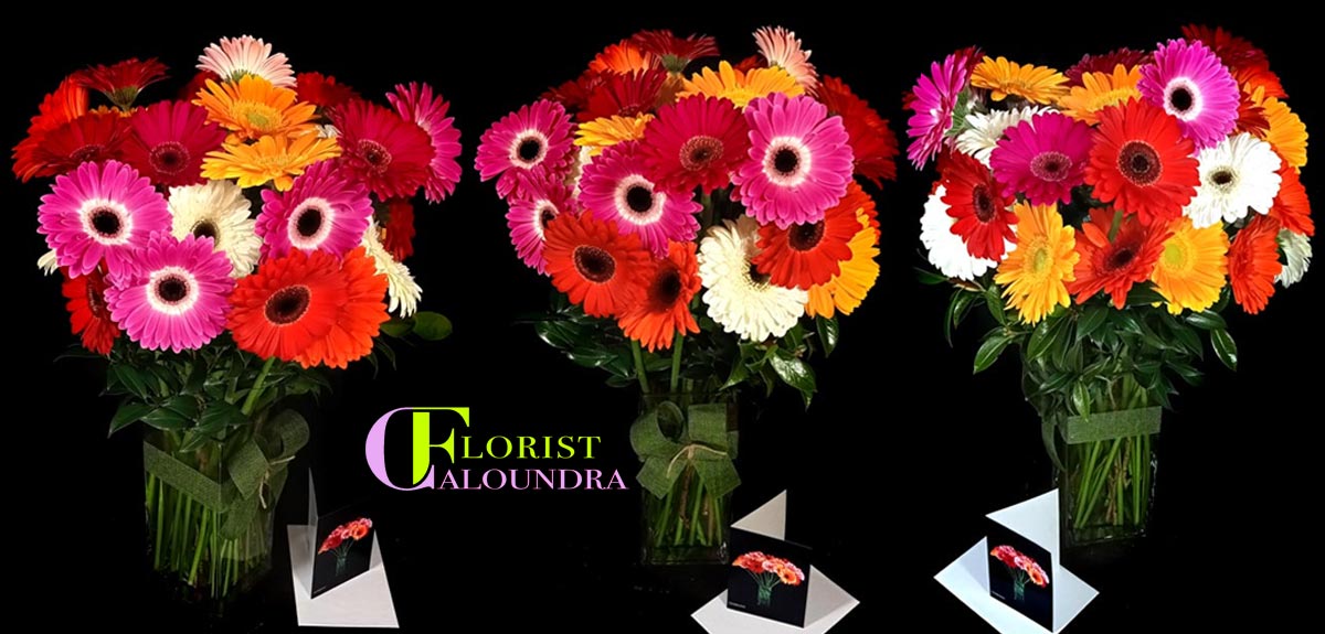 CALOUNDRA FLORIST GERBERAS